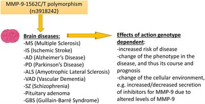 Does the functional polymorphism-1562C/T of MMP-9 gene influence brain disorders?